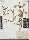 Foto von Salix alba subsp. micans (Andersson) Rech. f.